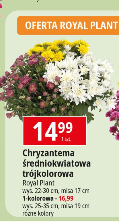 Chryzantema średniokwiatowa trójkwiatowa misa 17 cm ROYAL GARDEN promocja w Leclerc