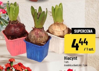 Hiacynt roślina doniczkowa promocja w POLOmarket