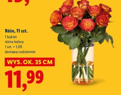 Róże, 11 szt. różne kolory promocja w Lidl