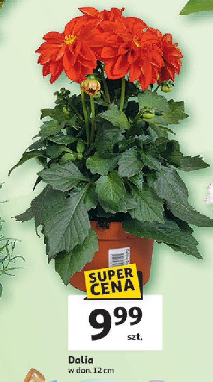Dalia don. 12 cm promocja