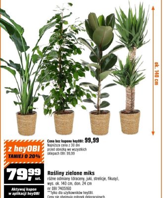 Rośliny zielone miks promocja w OBI