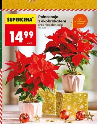 Poinsencja z ekobrokatem śr. 13cm promocja w Biedronka