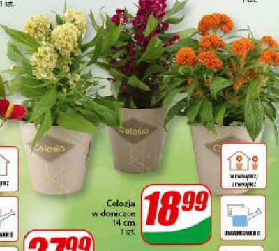 Celozja w doniczce 14 cm promocja