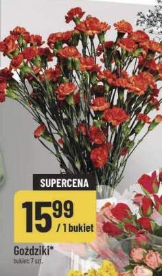 Goździki promocja w POLOmarket