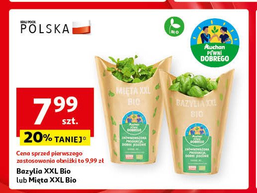 Bazylia xxl bio Auchan pewni dobrego promocja