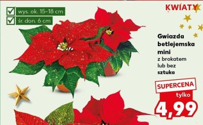 Gwiazda betlejemska mini z brokatem lub bez sztuka promocja w Kaufland
