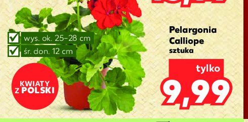 Pelargonia calliope 12 cm promocja