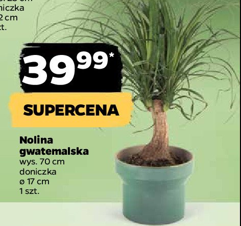 Nolina gwatemalska 17 cm promocja