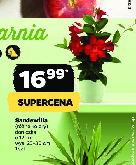 Sandewilla 12 cm promocja