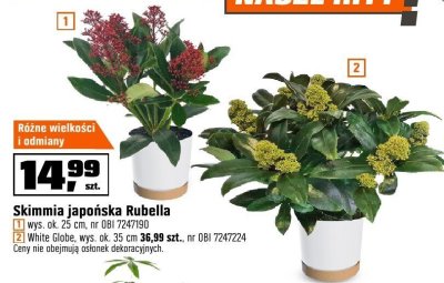 Skimmia japońska Rubella promocja w OBI