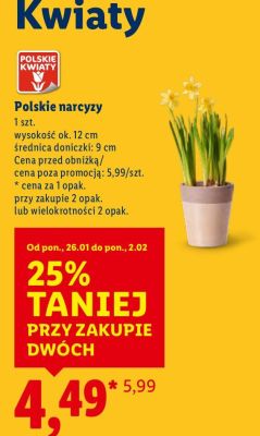 Kwiaty Polskie narcyzy promocja w Lidl