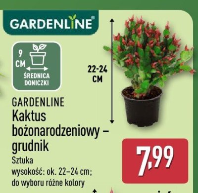 Grudnik promocja w Aldi