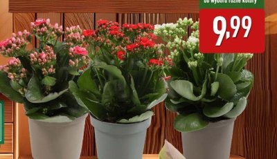 Kalanchoe promocja w Aldi