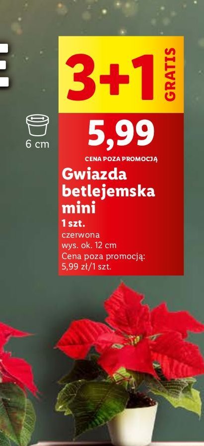 Gwiazda betlejemska mini promocja