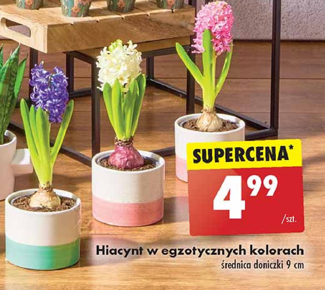 Hiacynt 9 cm promocja