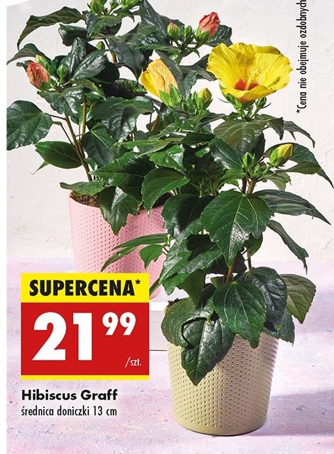 Hibiscus graff promocja w Biedronka