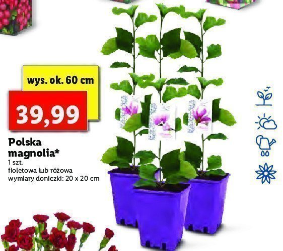 Magnolia różowa promocja
