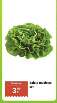 Sałata masłowa promocja w Dino