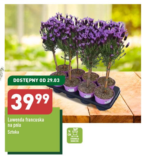 Lawenda francuska 艣r. don. 14 cm promocja
