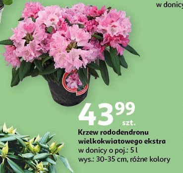 Krzew rododendronu wielokwiatowego ekstra don. 5 l promocja