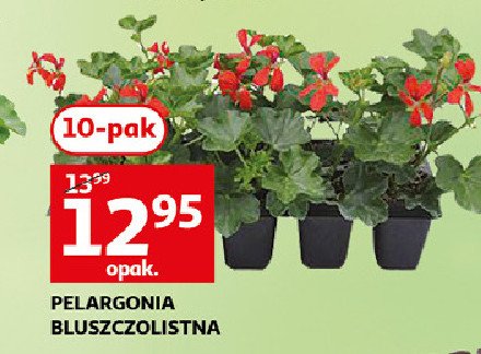 Pelargonia bluszczolistna promocja