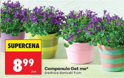 Roślina Campanula Get me w doniczce promocja w Biedronka