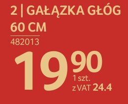 Gałązka głóg 60 cm promocja w Selgros