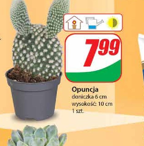 Opuncja don 6 cm promocja