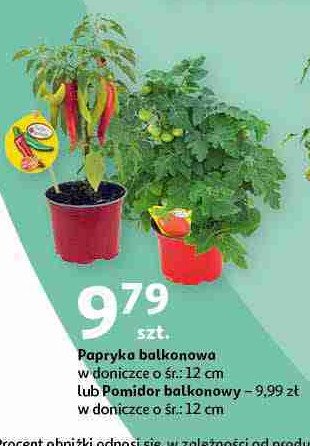 Pomidor balkonowy promocja