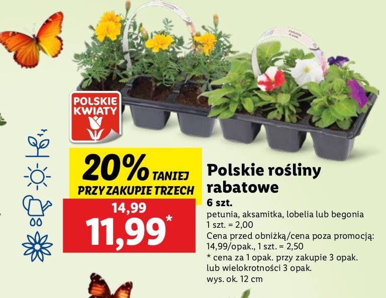 Aksamitka promocja