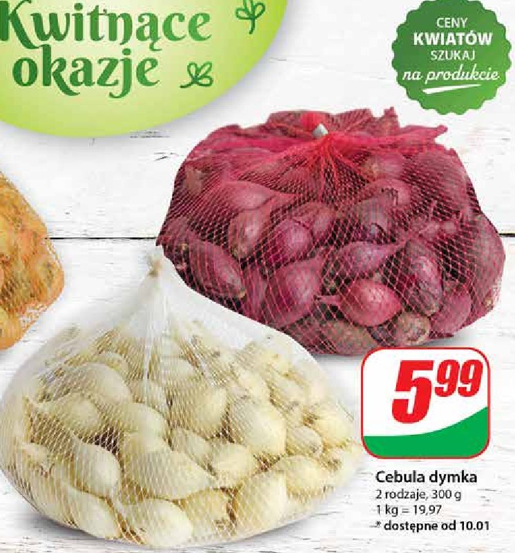 Cebula dymka promocja