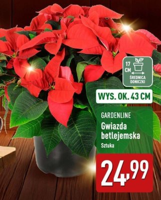 Gwiazda betlejemska  promocja w Aldi