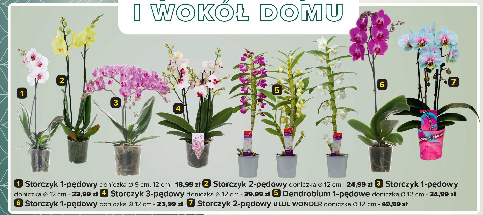 Storczyk 1-pędowy don. 9 cm promocja