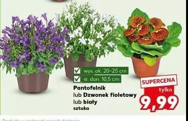 Dzwonek fioletowy promocja