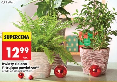 Kwiaty zielone filtrujące powietrze średnica doniczki 12 cm promocja w Biedronka