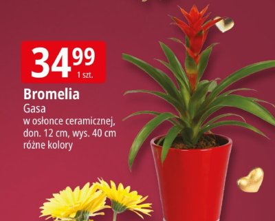 Bromelia Gasa w osłonce ceramicznej, don. 12 cm, wys. 40 cm promocja w Leclerc