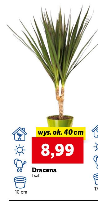 Dracena wys. 40 cm promocja