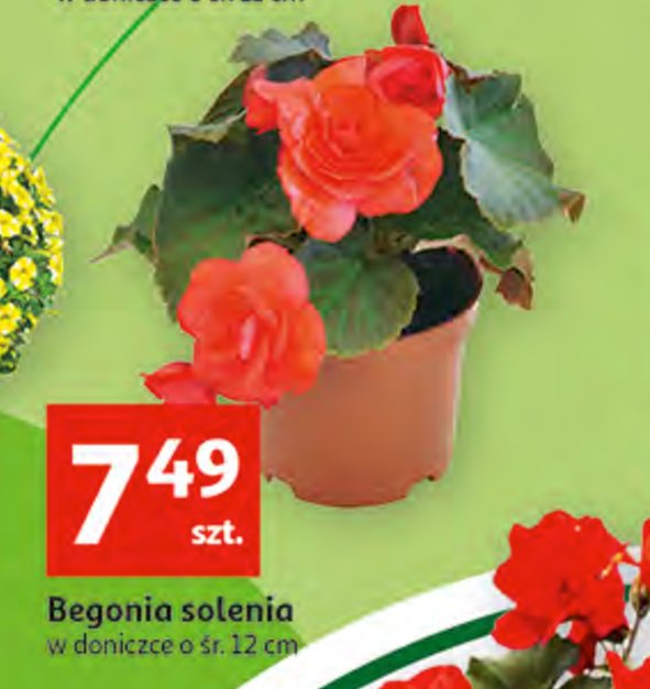 Begonia solenia w doniczce 12 cm promocje