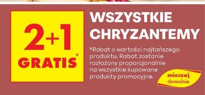 Wszystkie chryzantemy 2+1 gratis promocja w Biedronka