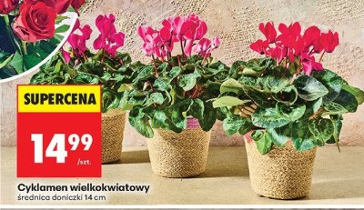 Od poniedziałku, Z ladą tradycyjną, strona 18 promocja w Biedronka