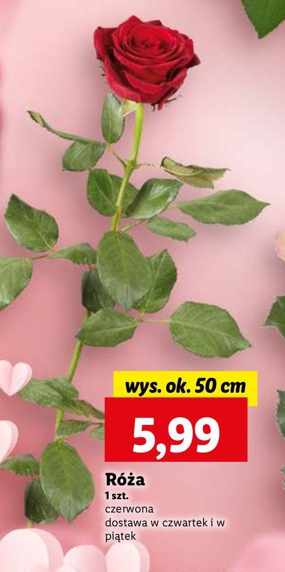 Róża 50 cm promocja