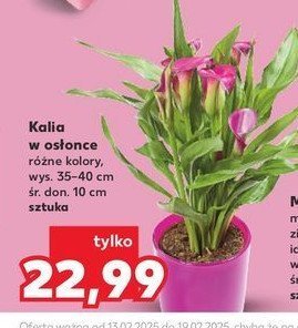 Kalia w osłonce 10 cm promocja