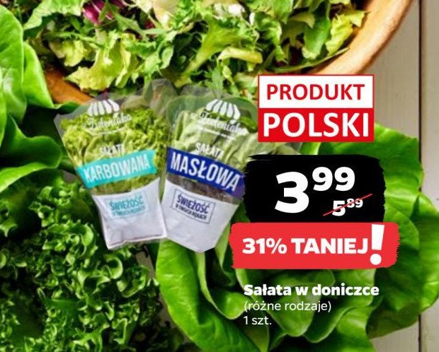 Sałata karbowana promocja w Netto