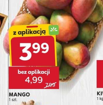 Mango Stokrotka promocja w Stokrotka