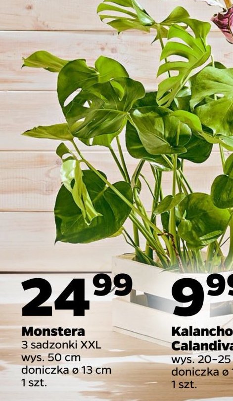 Monstera xxl promocja