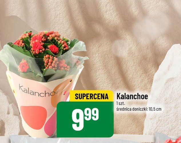 Kalanchoe doniczka 10.5 cm promocja w POLOmarket