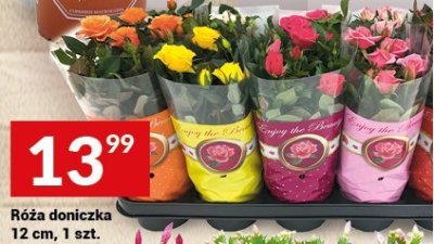 Róża doniczka 12 cm, 1 szt. promocja w Twój Market