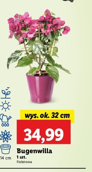 Bugenwilla promocja