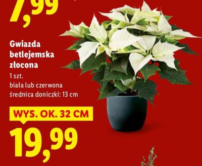Gwiazda betlejemska złocona promocja w Lidl