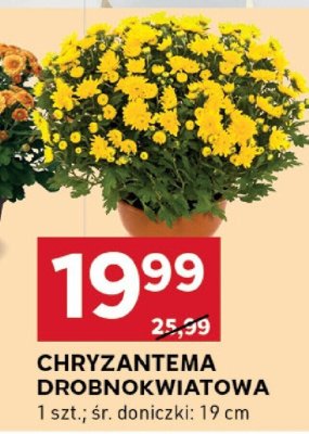 Chryzantema promocja w Stokrotka